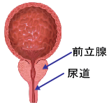 前立腺・尿道